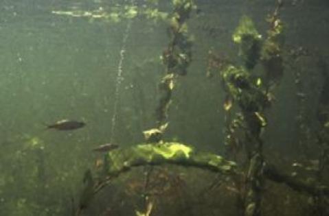 Nieuw meldpunt bij overlast waterplanten